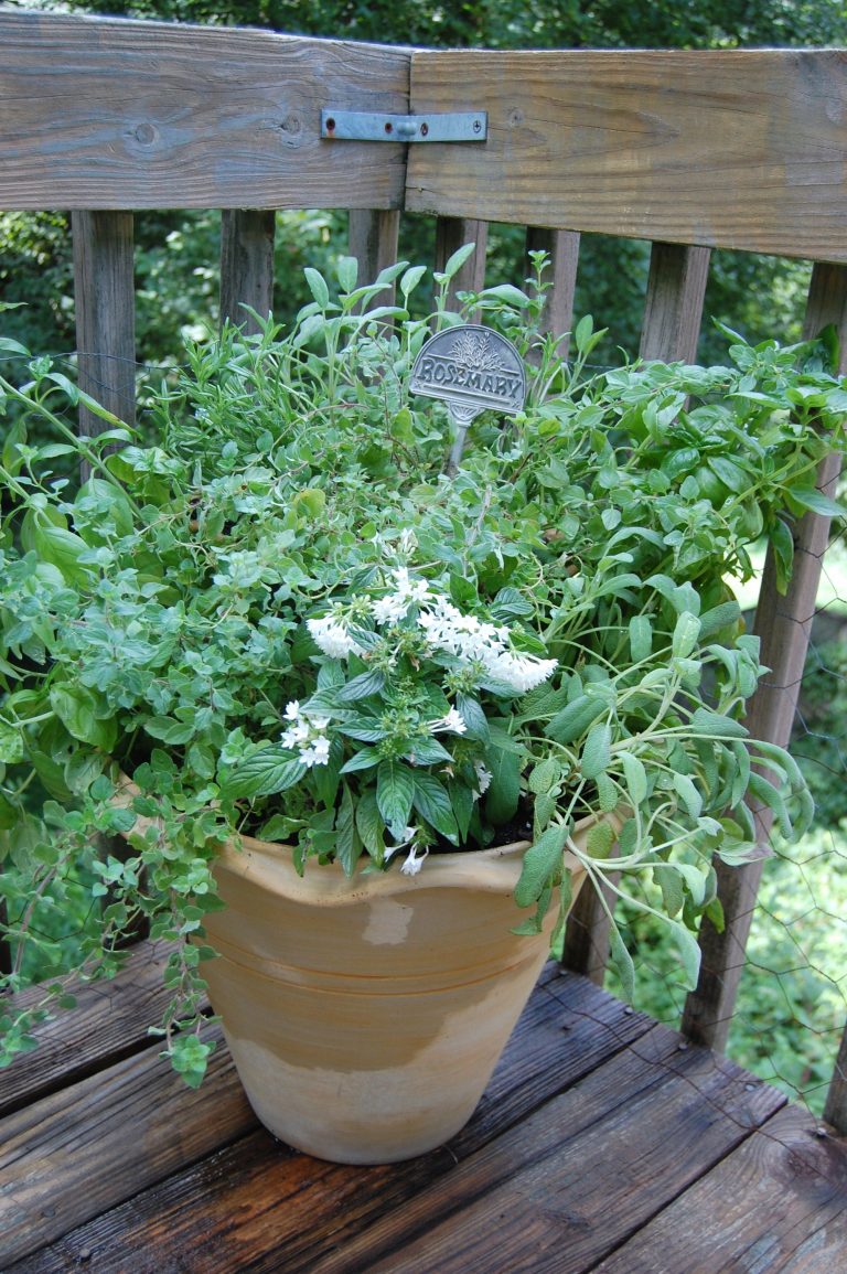 Planting a Herb Garden Container