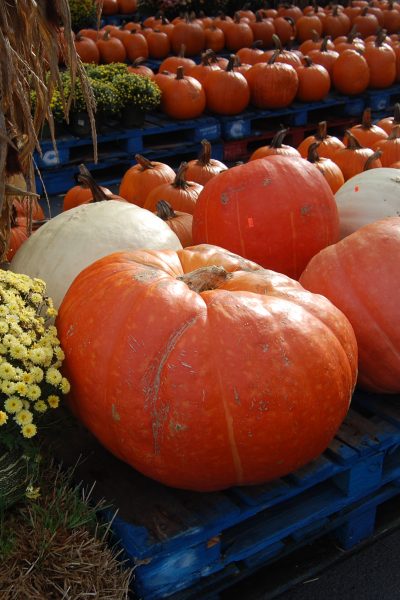 It’s Pumpkin Time (in Tennessee)