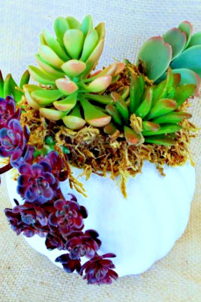 faux succulent pumpkin planter my home and travels feature image