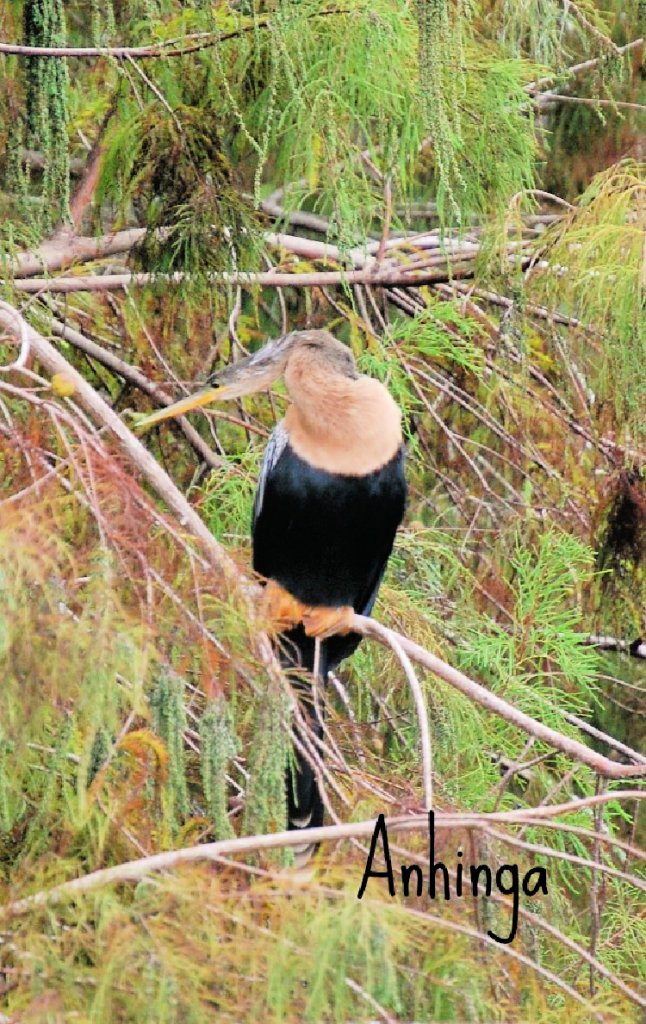 green-cay-nature-center-and-wetlands-florida-my-home-and-travels-anhinga
