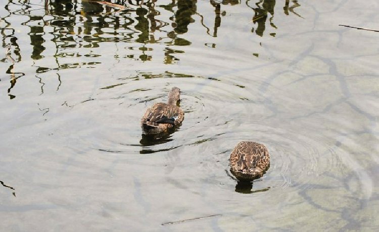 green-cay-nature-center-and-wetlands-florida-my-home-and-travels- ducks