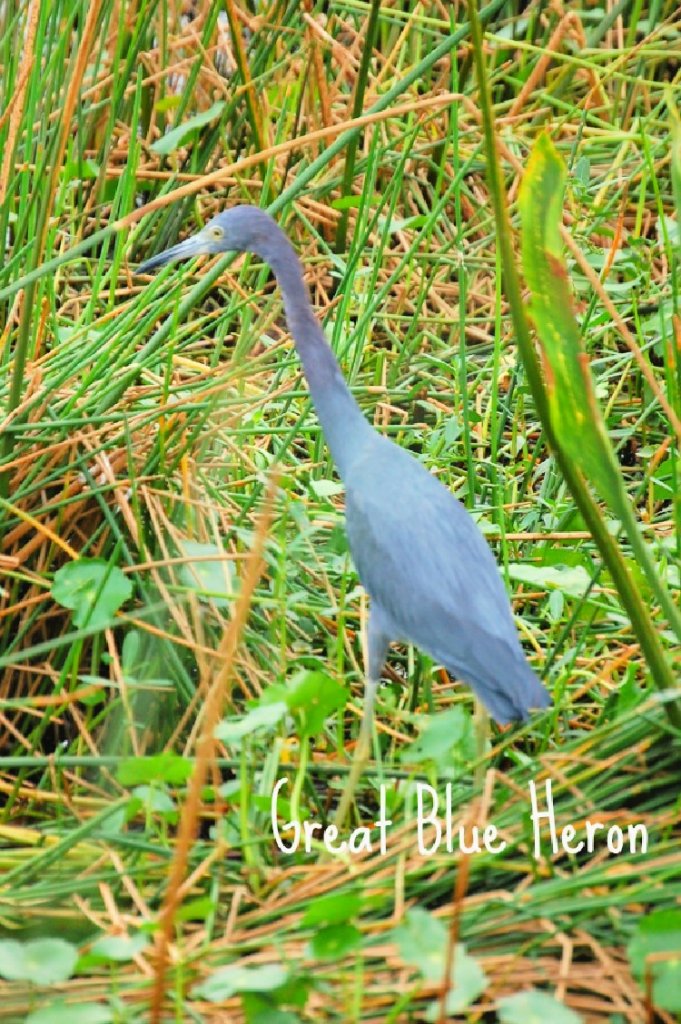 green-cay-nature-center-and-wetlands-florida-my-home-and-travels- blue heron