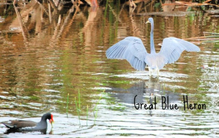 green-cay-nature-center-and-wetlands-florida-my-home-and-travels- duck and blue heron