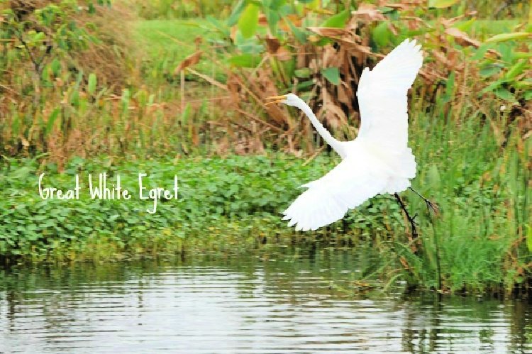 green-cay-nature-center-and-wetlands-florida-my-home-and-travels-great white egret taking flight