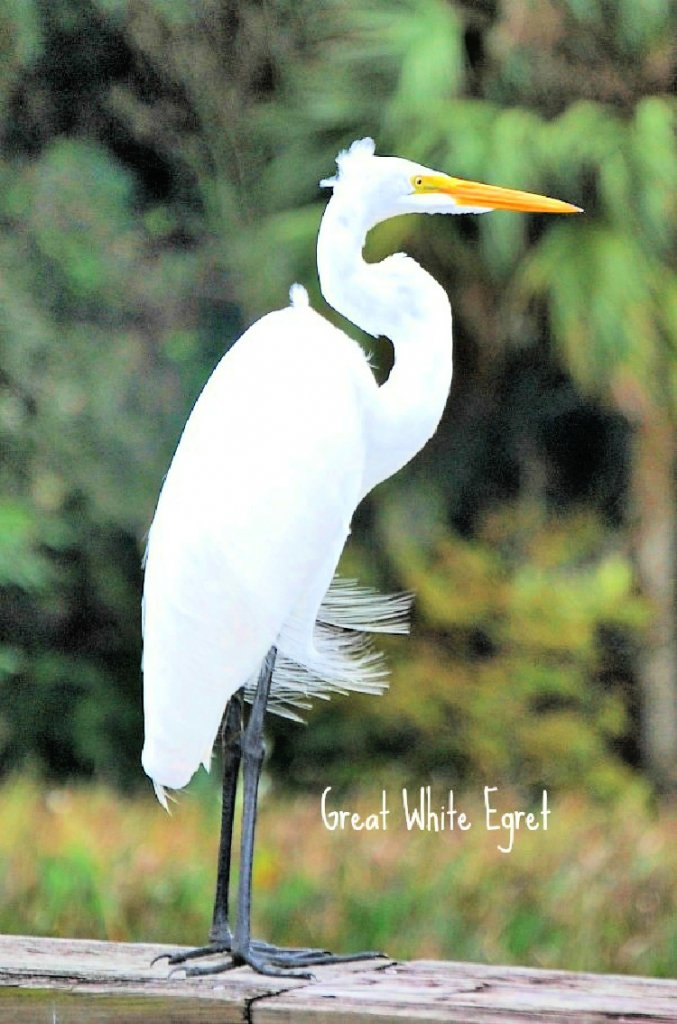 green-cay-nature-center-and-wetlands-florida-my-home-and-travels-great white egret