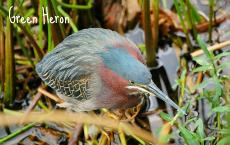 green-cay-nature-center-and-wetlands-florida-my-home-and-travels- green heron