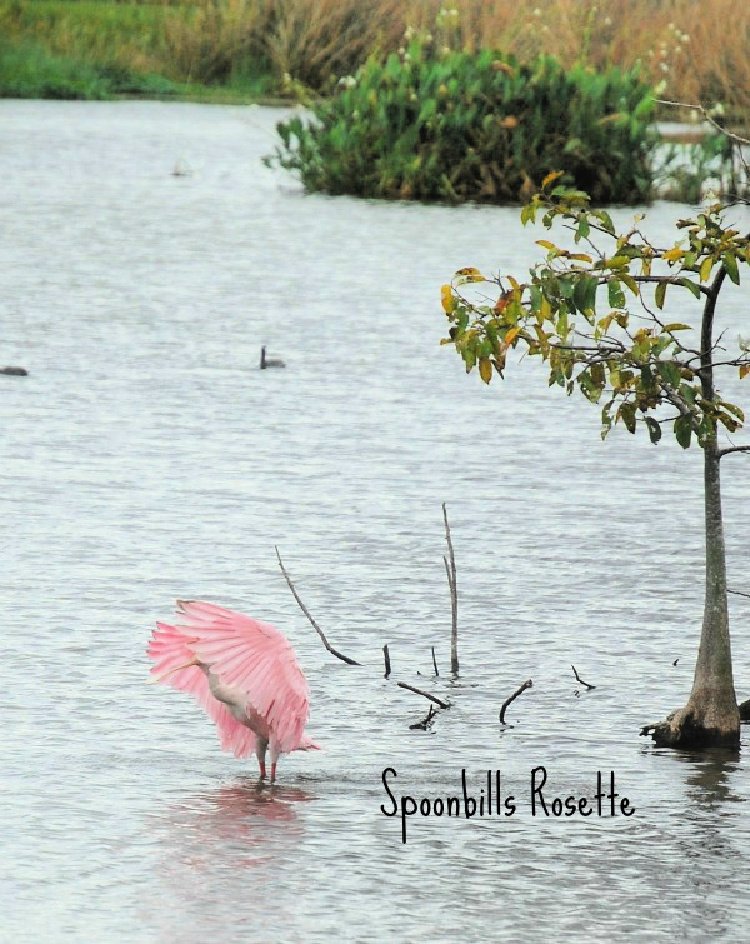 Green Cay Nature Center & Wetlands my home and travels spoonsbills rosette leaving water