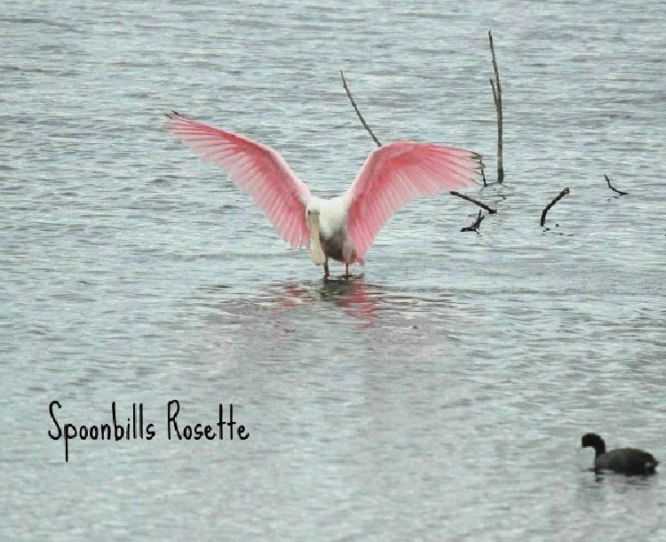 green-cay-nature-center-and-wetlands-florida-my-home-and-travels-spoonbills-rosette- taking flight