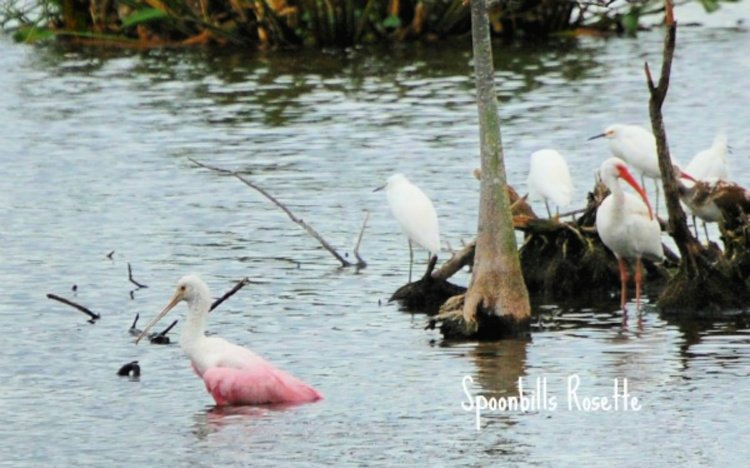 Green Cay Nature Center & Wetlands my home and travels spoonsbills rosette on water