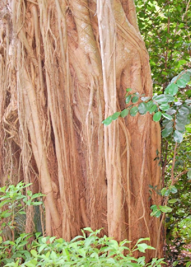 green-cay-nature-center-and-wetlands-florida-my-home-and-travels- strangler fig tree