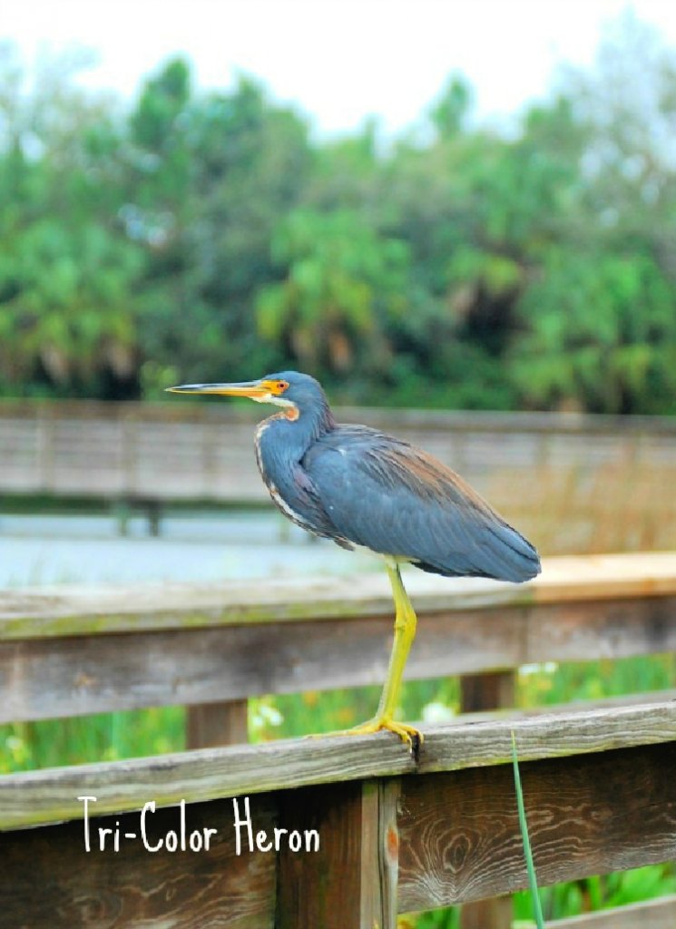 green-cay-nature-center-and-wetlands-florida-my-home-and-travels-tri color heron