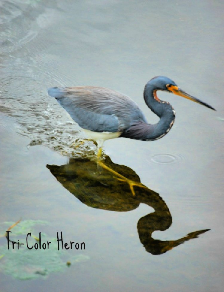 green-cay-nature-center- tri color heronand-wetlands-florida-my-home-and-travels-tr
