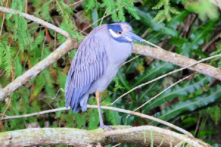 green-cay-nature-center-and-wetlands-florida-my-home-and-travels- unknown bird