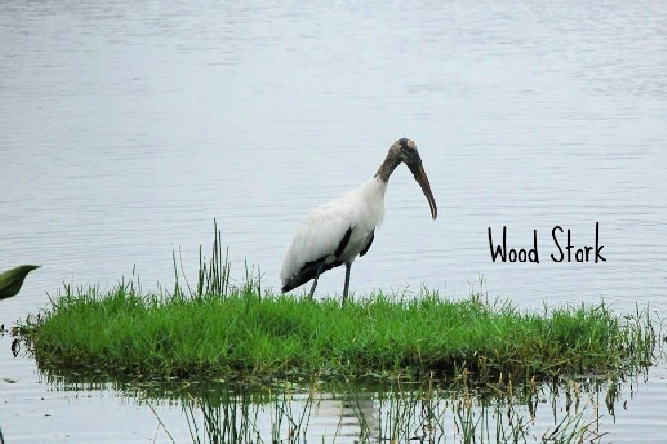 Storke Wetland