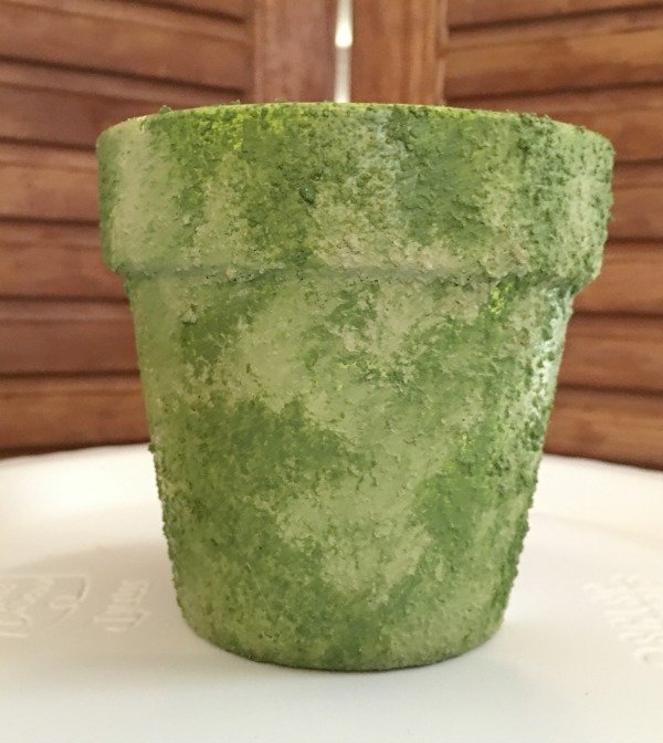 Make DIY Moss Covered Pots With Living Paint