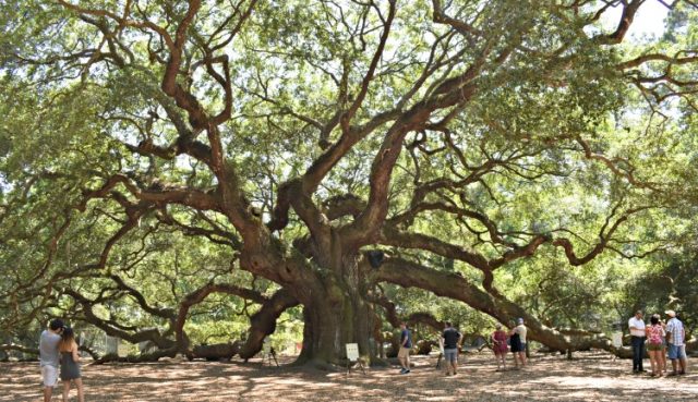Five Things I Love About Charleston - My Home and Travels