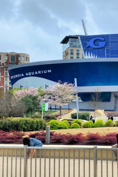 Explore the Sea at the Georgia Aquarium