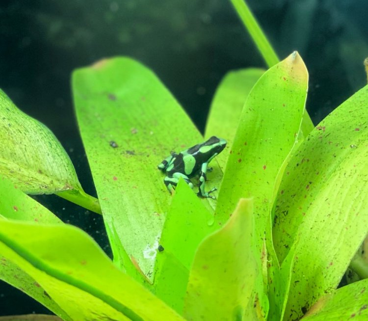 Poison Dart Frogs - Georgia Aquarium