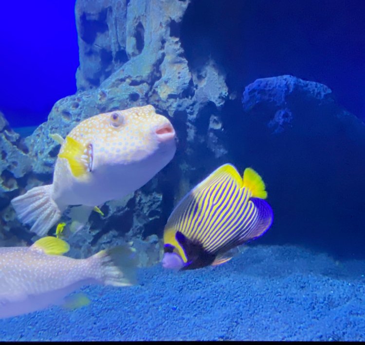 georgia-aquarium-atlanta-my-home-and-travels