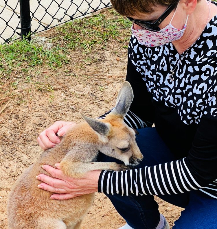 saturday snapshots petting kangaroo my home and travels