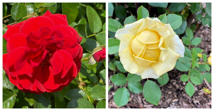 tyler rose garden my home and travels roses and gowns
