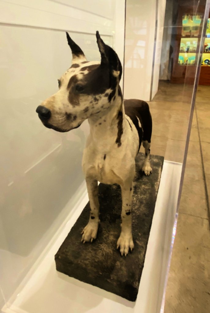 andy-warhold-museum-pittsburgh-my-home-and-travels- stuffed great dane