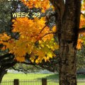 snapshots week 29 featured image fall tree williamsburg