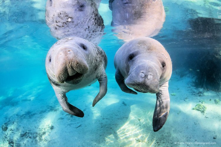 florida outdoors 7 must see once in lifetime my home and travels blue springs manatees