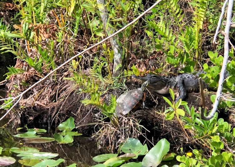 florida outdoors 7 must see once in lifetime my home and travels everglades alligator on bank