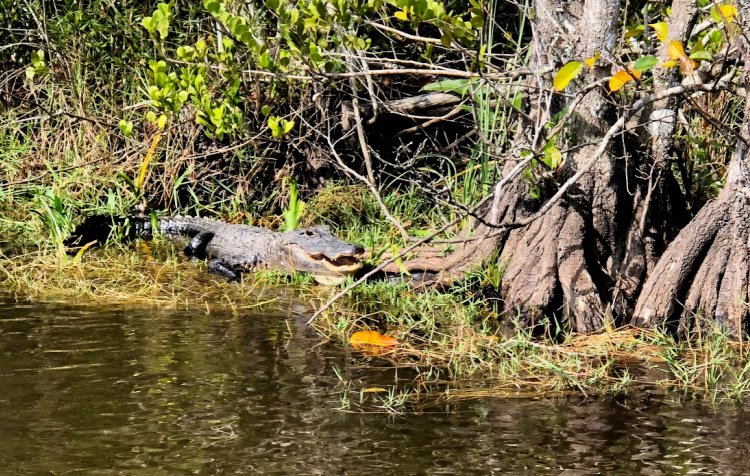 florida outdoors 7 must see once in lifetime my home and travels everglades alligator resting