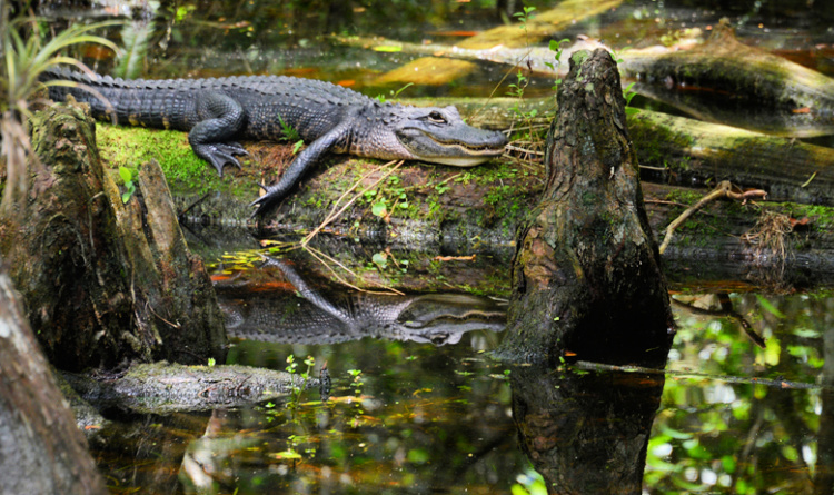 scenic drives in florida my home and travels everglades