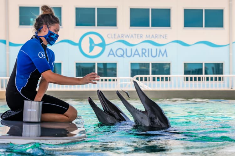 tampa citypass my home and travels clearwater aquarium