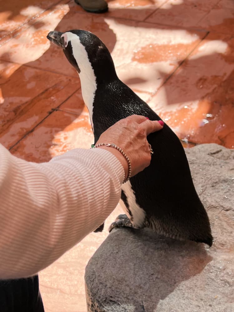 tampa citypass my home and travels penguin encounter