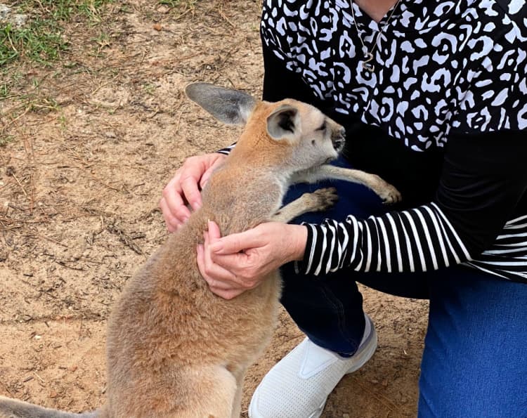 visit-gulf-shores-my-home-and-travels-kangaroo-encounter-petting-baby-awesome-things