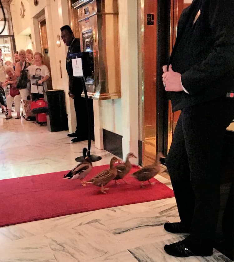 things-to-do-in-memphis-my-home-and-travels-peabody-hotel duck march