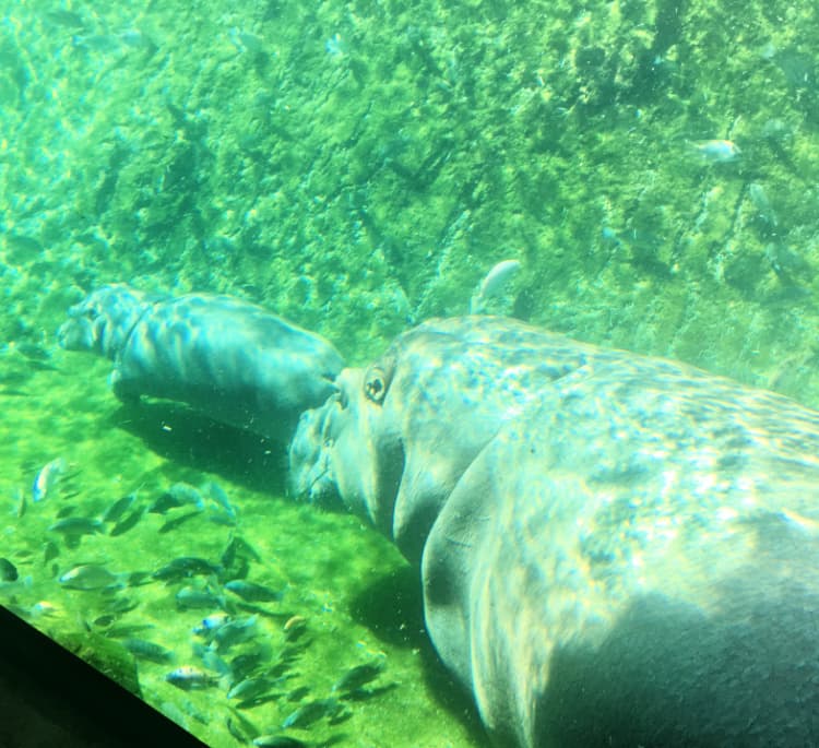 things-to-do-in-memphis-my-home-and-travels- baby hippo at zoo