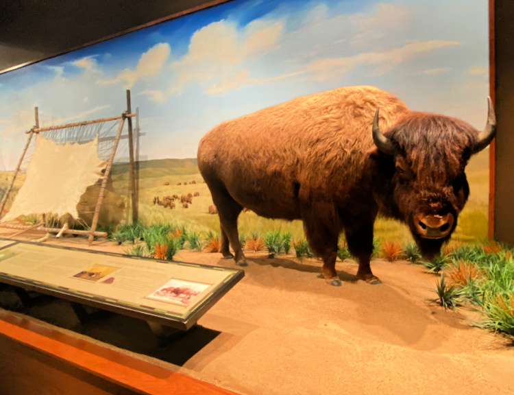 attractions in waco my home and travels baylor university mayborn bison