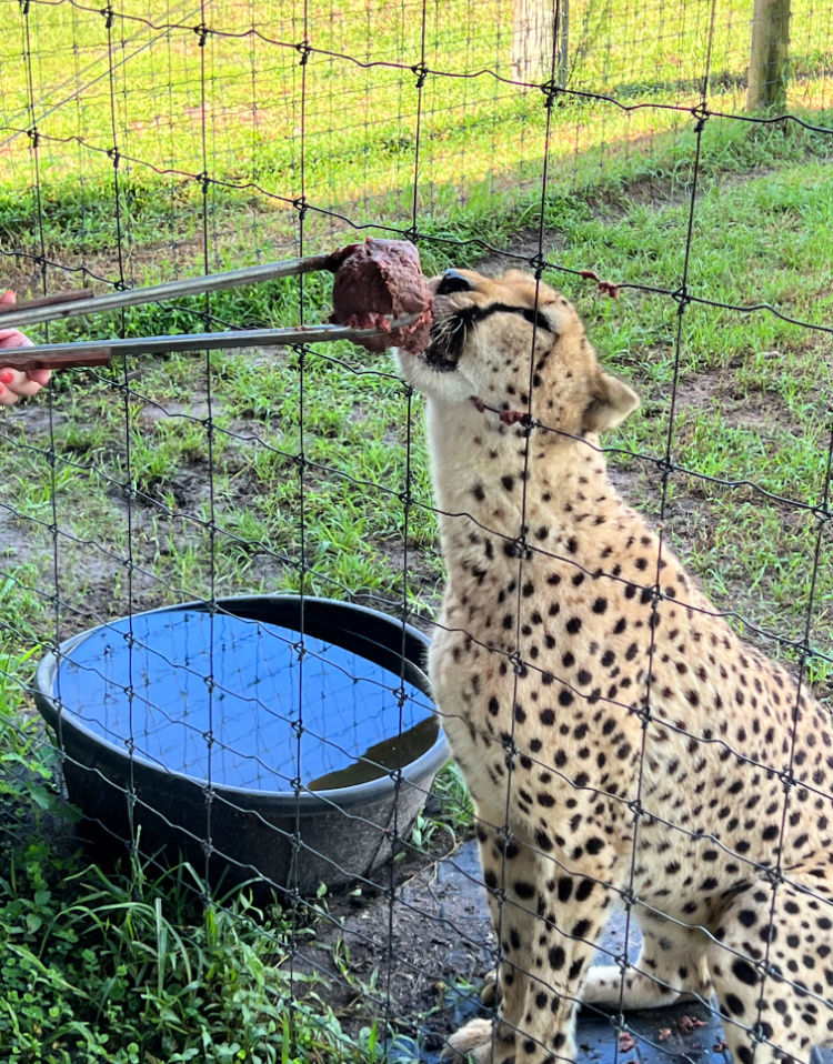 visit central florida my home and travels feed a cheetah