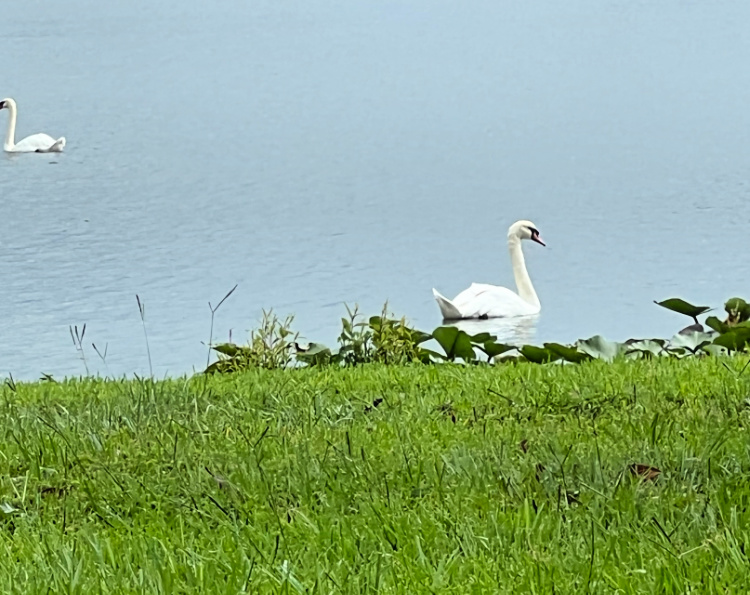 visit central florida my home and travels swans on lake mirro