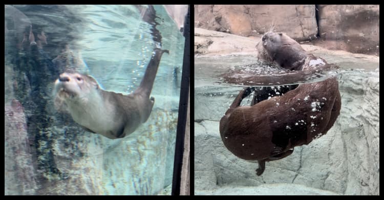 otters-tennessee-aquarium-my-home-and-travels