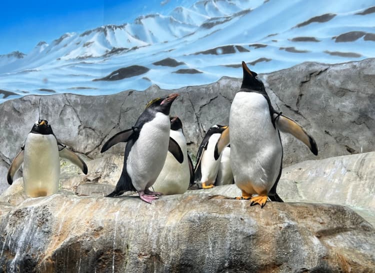 penguin display tennessee aquarium
