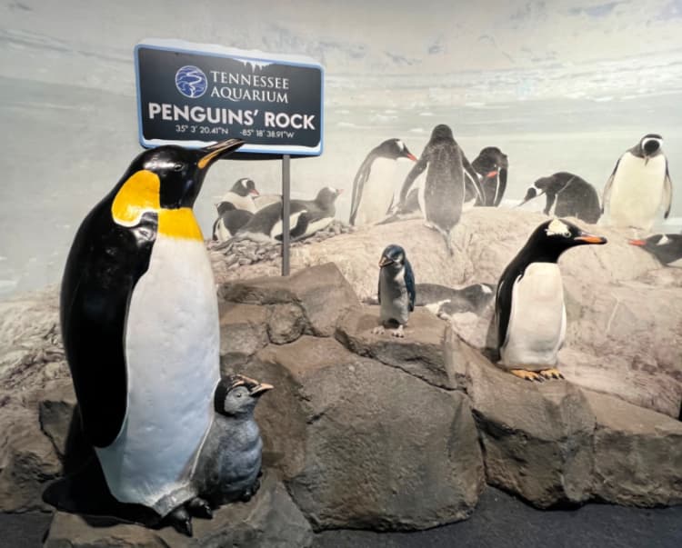 tennessee aquarium chattanooga my home and travels penguins rock