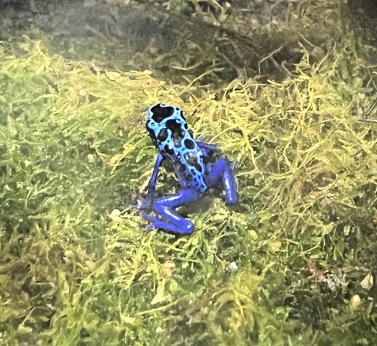 Blue Poison Dart Frog