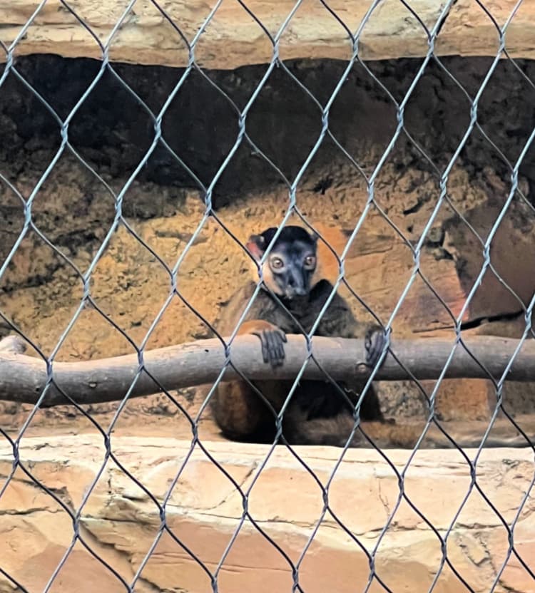 Red Collared Brown Lemur