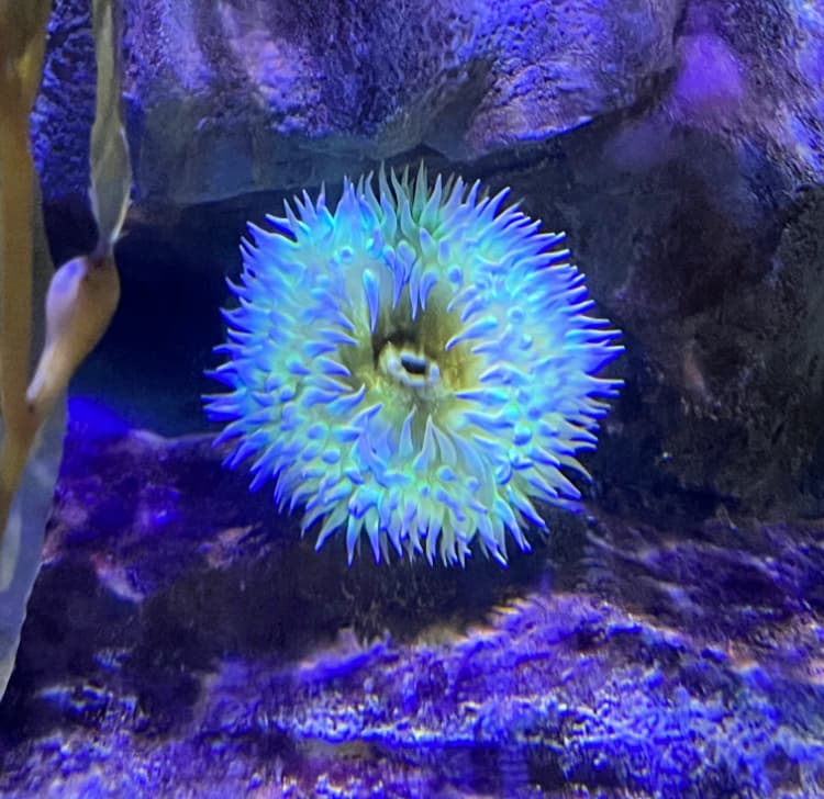 Fish Eating Anemone