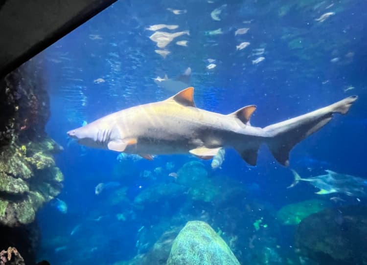 shark at aquarium swimming