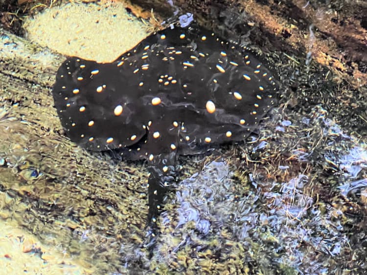 Spotted Stingray