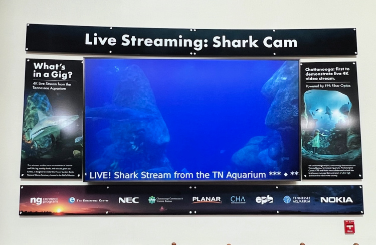 shark cam CHA airport