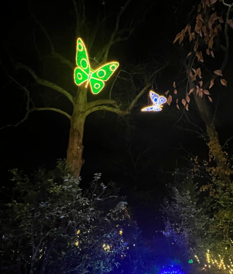 Atlanta Botanical Gardens Lights, Holiday Nights my home and travels buttlerflies in tree