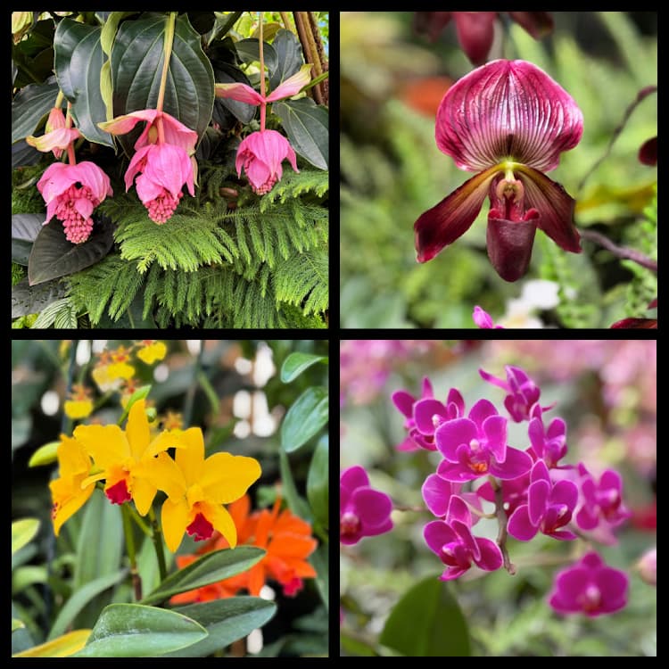biltmore-my-home-and-travels orchids